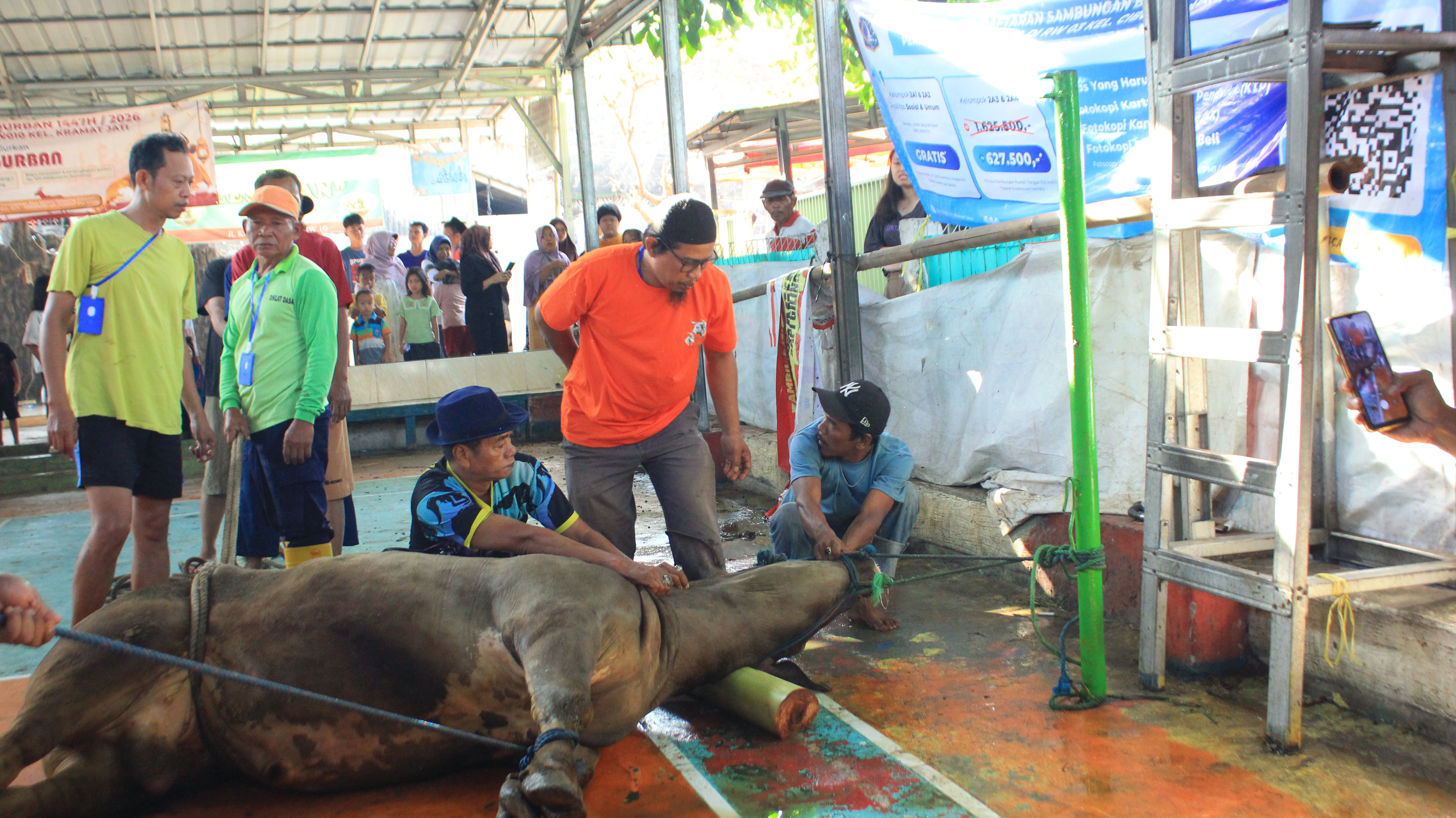 Proses penyembelihan hewan qurban di area pelaksanaan